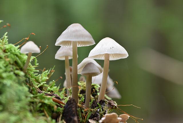 What is the effect of psilocybin on the brain?